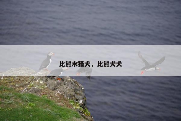 比熊水猎犬，比熊犬犬