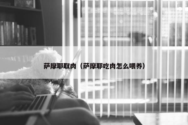 萨摩耶取肉（萨摩耶吃肉怎么喂养）