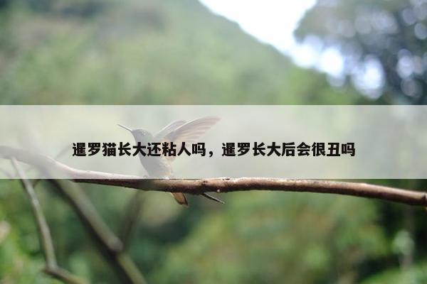暹罗猫长大还粘人吗，暹罗长大后会很丑吗