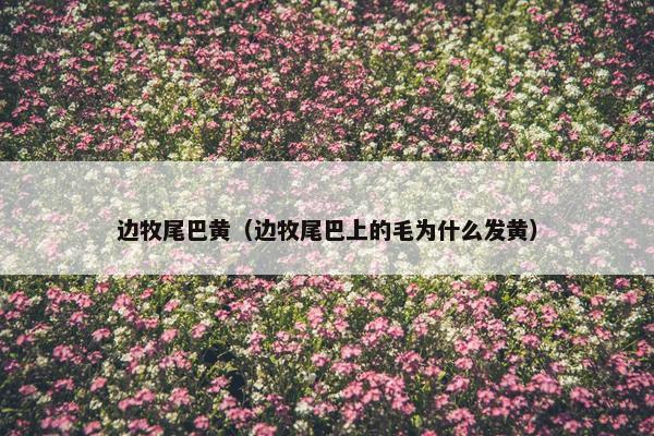 边牧尾巴黄（边牧尾巴上的毛为什么发黄）