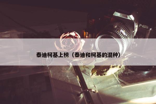 泰迪柯基上榜（泰迪和柯基的混种）