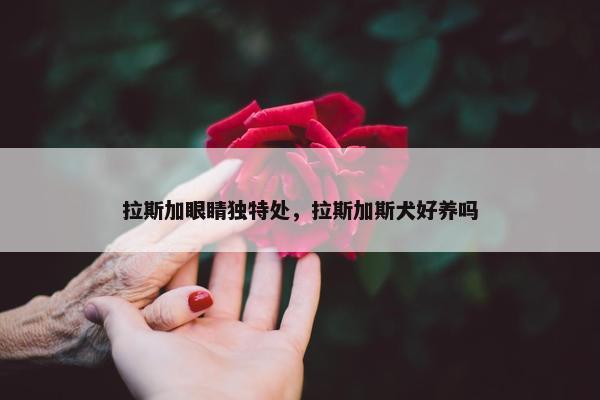 拉斯加眼睛独特处，拉斯加斯犬好养吗