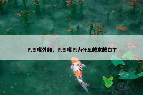 巴哥嘴外翻，巴哥嘴巴为什么越来越白了