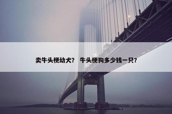 卖牛头梗幼犬？ 牛头梗狗多少钱一只？