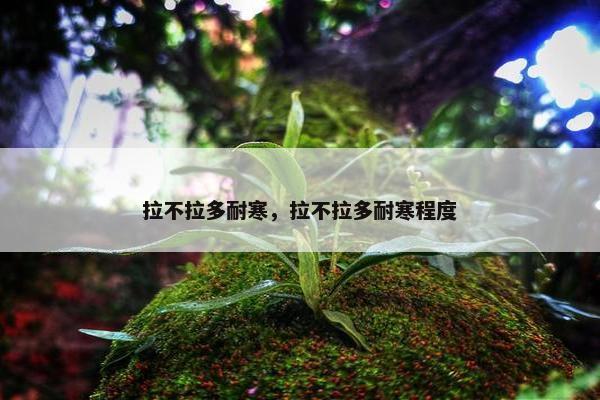 拉不拉多耐寒，拉不拉多耐寒程度