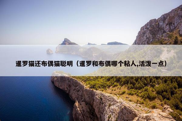 暹罗猫还布偶猫聪明（暹罗和布偶哪个粘人,活泼一点）
