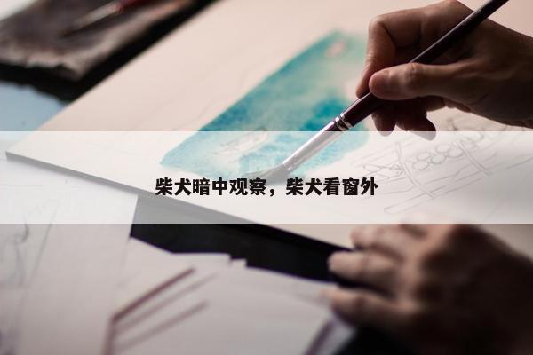 柴犬暗中观察，柴犬看窗外