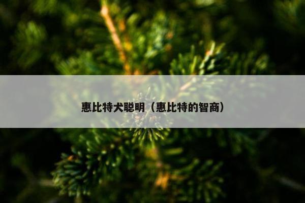 惠比特犬聪明（惠比特的智商）