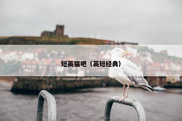 短英猫吧（英短经典）