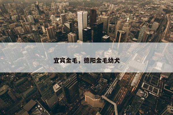 宜宾金毛，德阳金毛幼犬