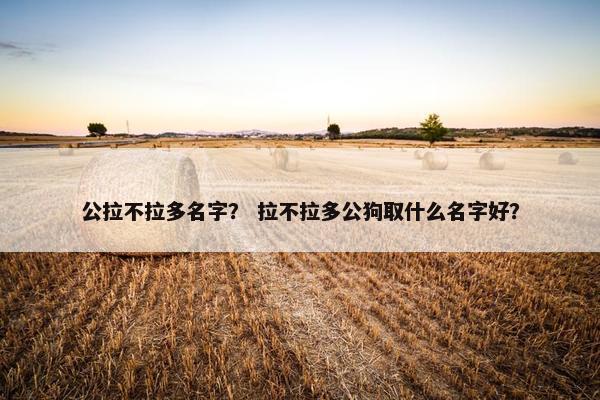 公拉不拉多名字？ 拉不拉多公狗取什么名字好？