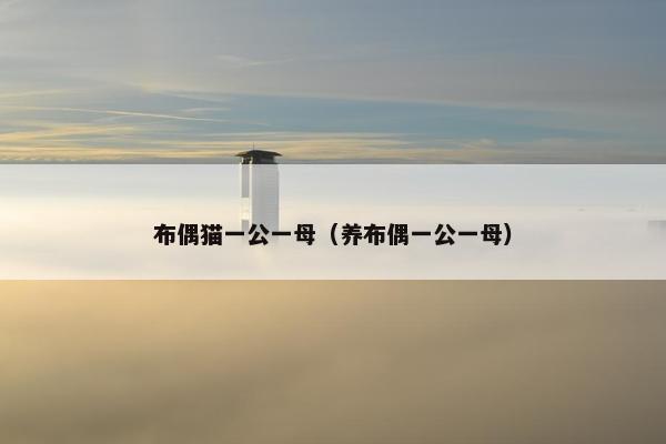 布偶猫一公一母（养布偶一公一母）
