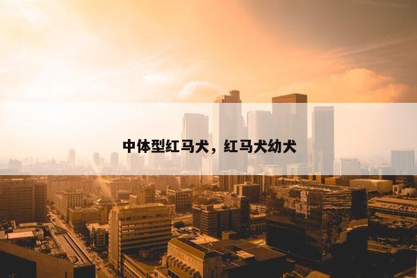 中体型红马犬，红马犬幼犬