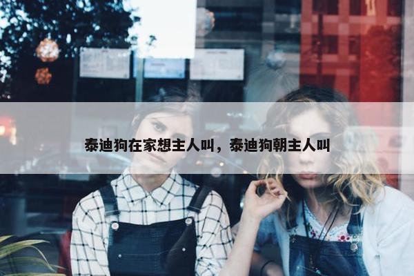 泰迪狗在家想主人叫，泰迪狗朝主人叫
