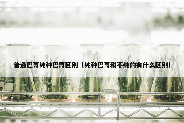 普通巴哥纯种巴哥区别（纯种巴哥和不纯的有什么区别）