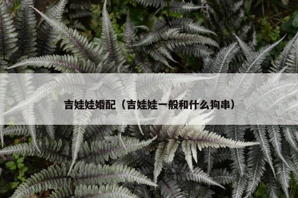 吉娃娃婚配（吉娃娃一般和什么狗串）