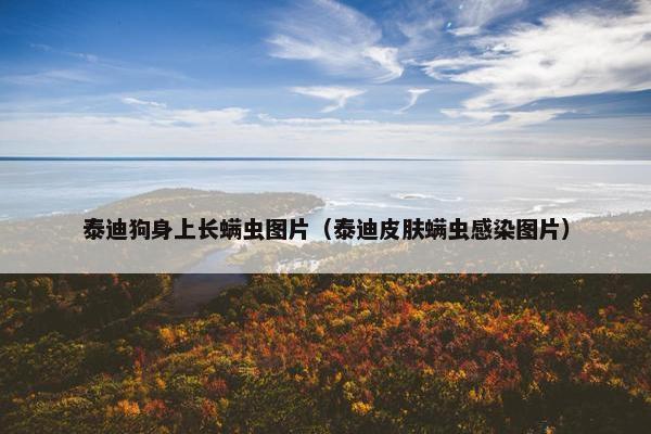 泰迪狗身上长螨虫图片（泰迪皮肤螨虫感染图片）