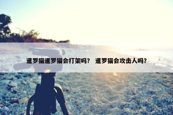 暹罗猫暹罗猫会打架吗？ 暹罗猫会攻击人吗？