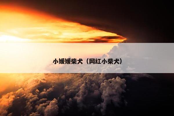 小媛媛柴犬（网红小柴犬）