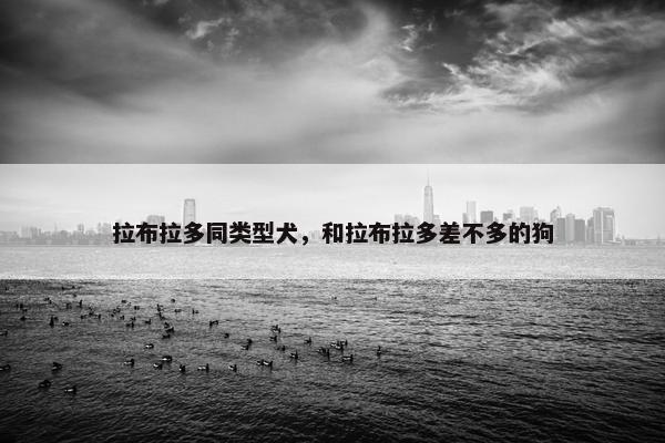 拉布拉多同类型犬，和拉布拉多差不多的狗