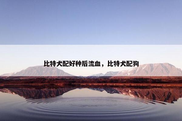 比特犬配好种后流血，比特犬配狗