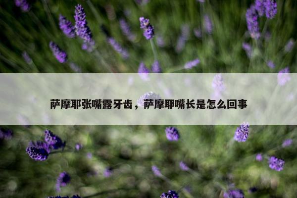 萨摩耶张嘴露牙齿，萨摩耶嘴长是怎么回事