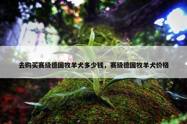 去购买赛级德国牧羊犬多少钱，赛级德国牧羊犬价格