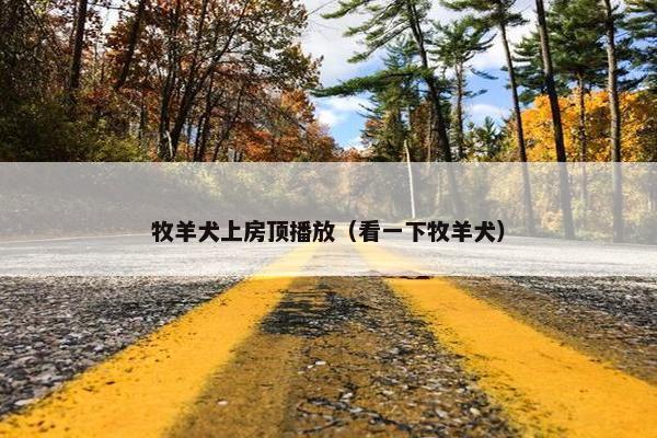 牧羊犬上房顶播放（看一下牧羊犬）