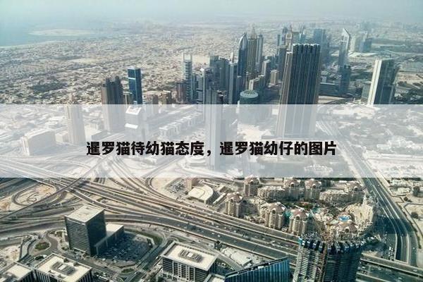 暹罗猫待幼猫态度，暹罗猫幼仔的图片