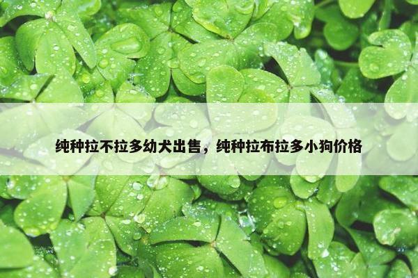 纯种拉不拉多幼犬出售，纯种拉布拉多小狗价格