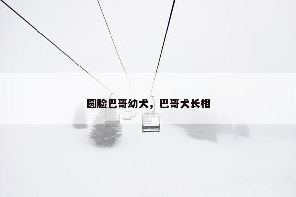 圆脸巴哥幼犬，巴哥犬长相