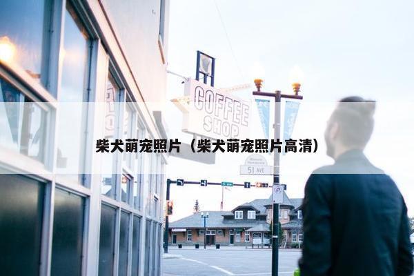 柴犬萌宠照片（柴犬萌宠照片高清）