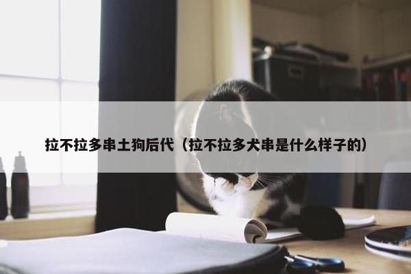 拉不拉多串土狗后代（拉不拉多犬串是什么样子的）