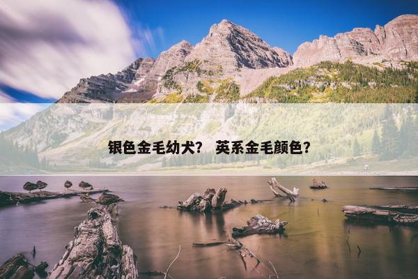 银色金毛幼犬？ 英系金毛颜色？