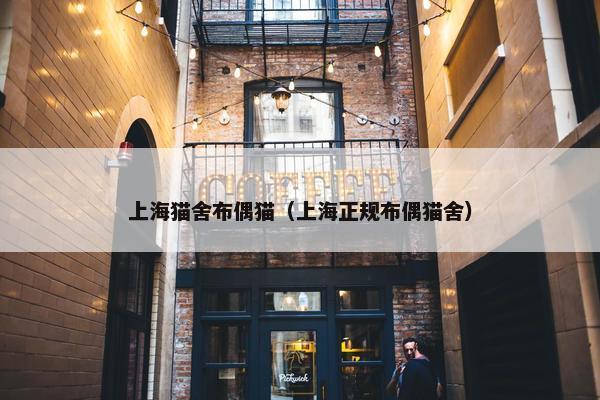 上海猫舍布偶猫（上海正规布偶猫舍）