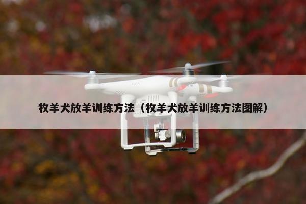 牧羊犬放羊训练方法（牧羊犬放羊训练方法图解）