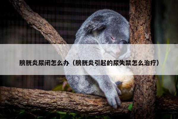膀胱炎尿闭怎么办（膀胱炎引起的尿失禁怎么治疗）