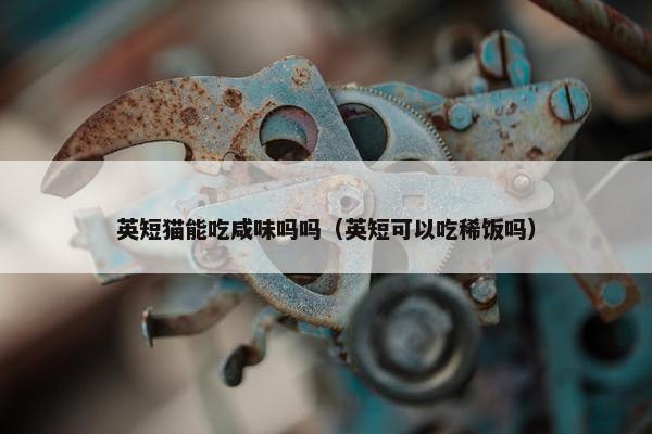 英短猫能吃咸味吗吗（英短可以吃稀饭吗）