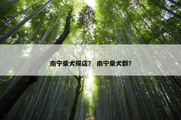 南宁柴犬探店？ 南宁柴犬群？