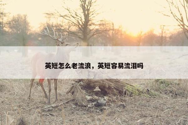 英短怎么老流浪，英短容易流泪吗
