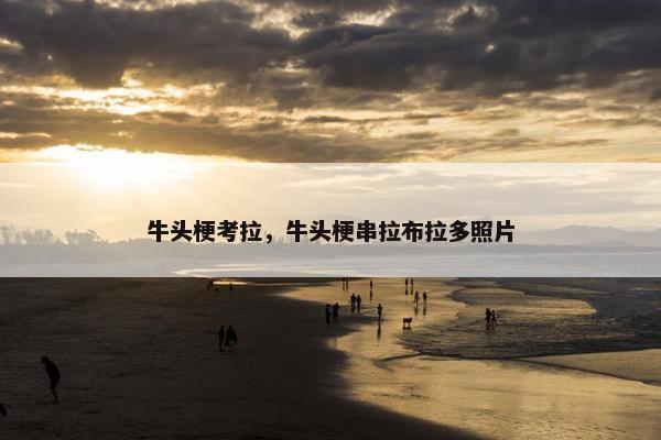 牛头梗考拉，牛头梗串拉布拉多照片