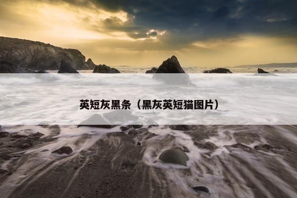 英短灰黑条（黑灰英短猫图片）