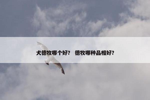 犬德牧哪个好？ 德牧哪种品相好？