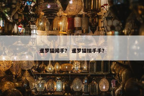 暹罗猫闻手？ 暹罗猫揣手手？