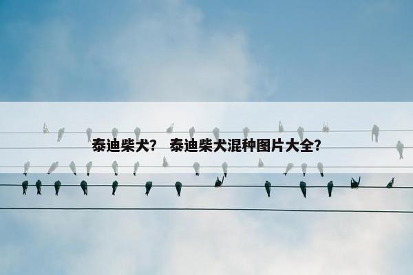 泰迪柴犬？ 泰迪柴犬混种图片大全？