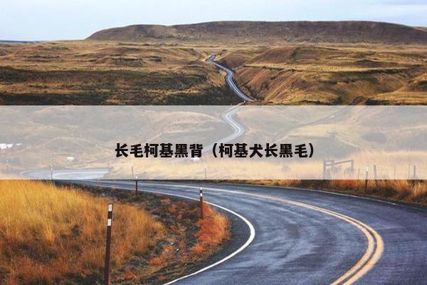 长毛柯基黑背（柯基犬长黑毛）