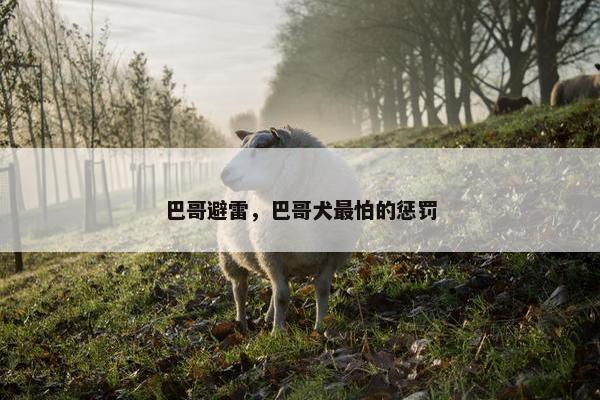巴哥避雷，巴哥犬最怕的惩罚
