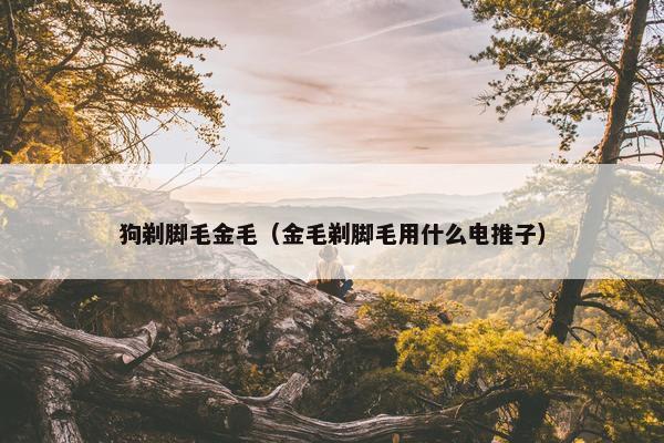 狗剃脚毛金毛（金毛剃脚毛用什么电推子）