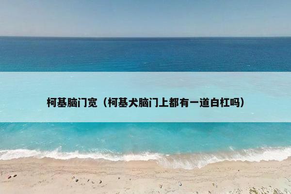 柯基脑门宽（柯基犬脑门上都有一道白杠吗）