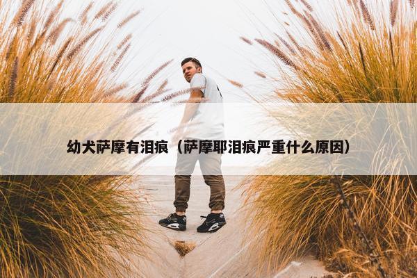 幼犬萨摩有泪痕（萨摩耶泪痕严重什么原因）